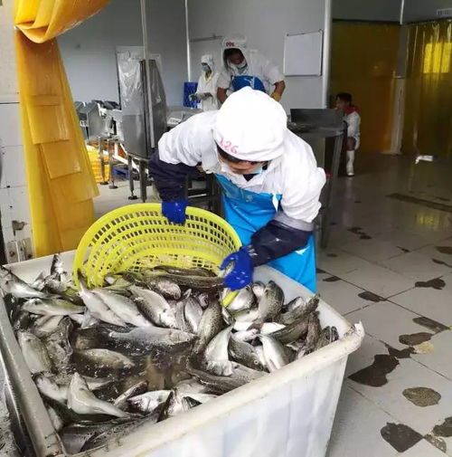 給力 臺風過后,斗門區水產養殖加工企業基本全面復工