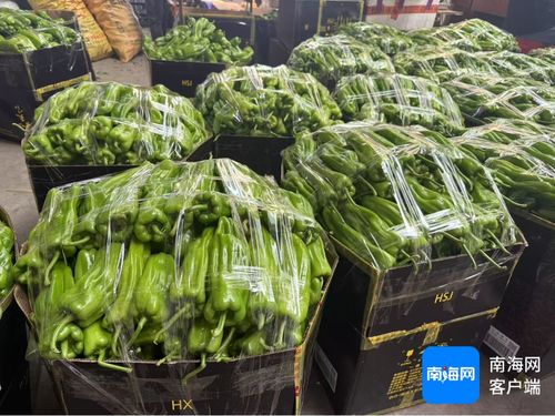 公益海南 媒美與共丨海口市菜籃子江楠農產品批發市場擴大本地菜免費銷售區 助力椒農 拓銷路